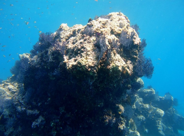  玛丽埃塔斯群岛浮潜 