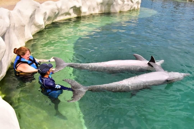  Dinamica con i delfini 