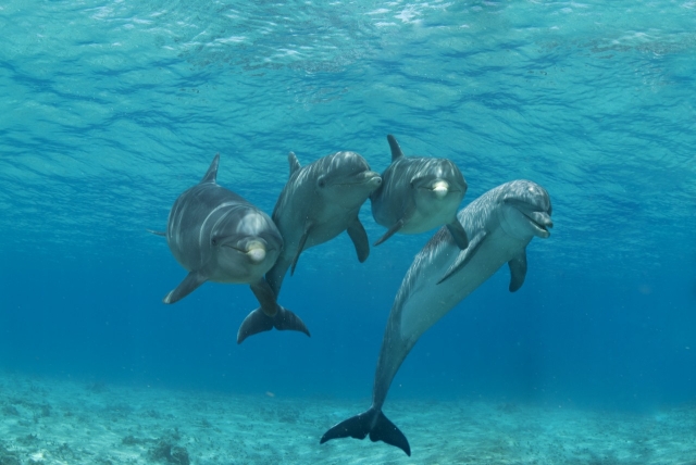  Nuoto al centro 