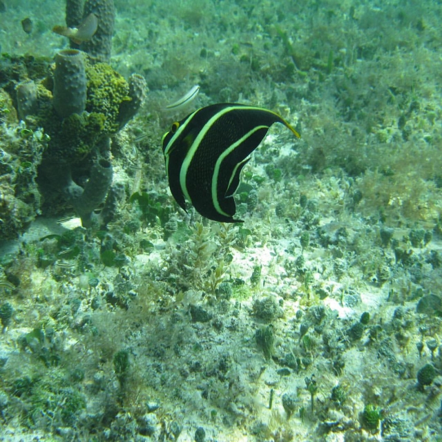 Pez negro