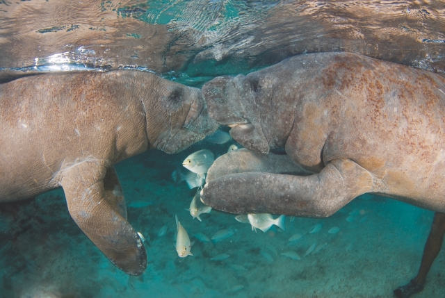  Love between manatees 