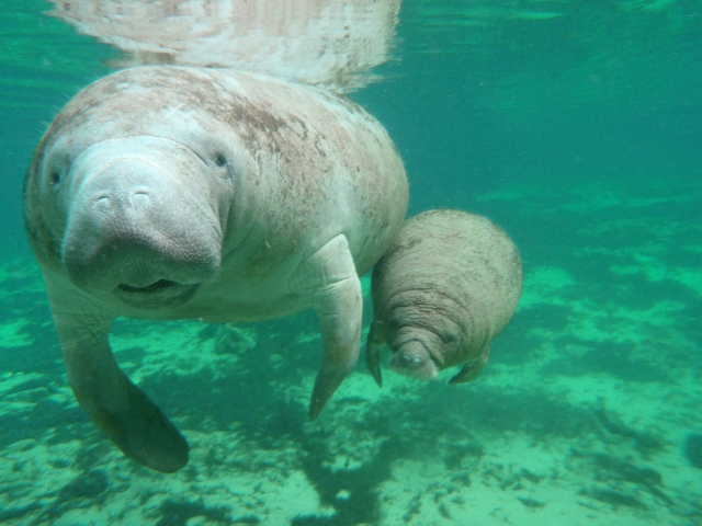  Interaction with manatees
