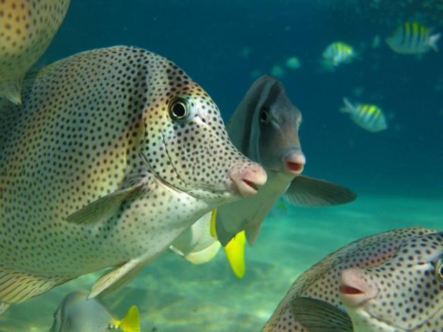  Tropical Fish 