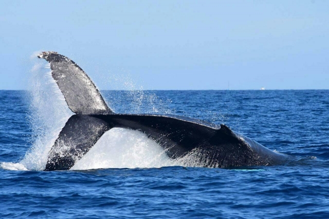  Observation des baleines 