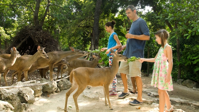 Réserve avec les cerfs 