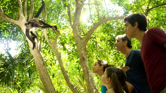  Animaux de la jungle 