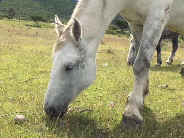 hermosos caballos