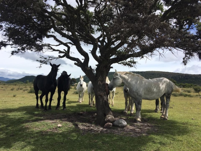 nuestros caballos
