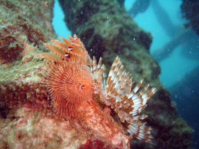 Wunderschöne Fische 
