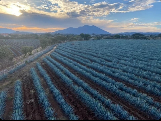  Champs d'agaves 