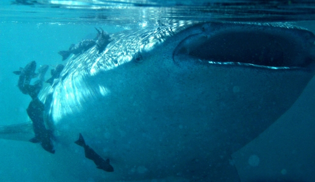 Nadando con el tiburon ballena 
