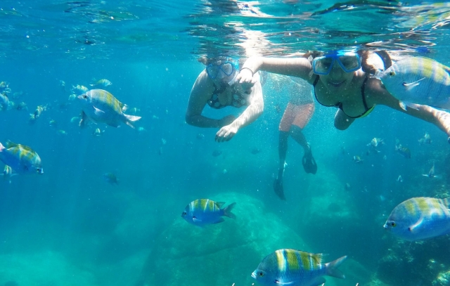 Beobachten Sie die Fische 