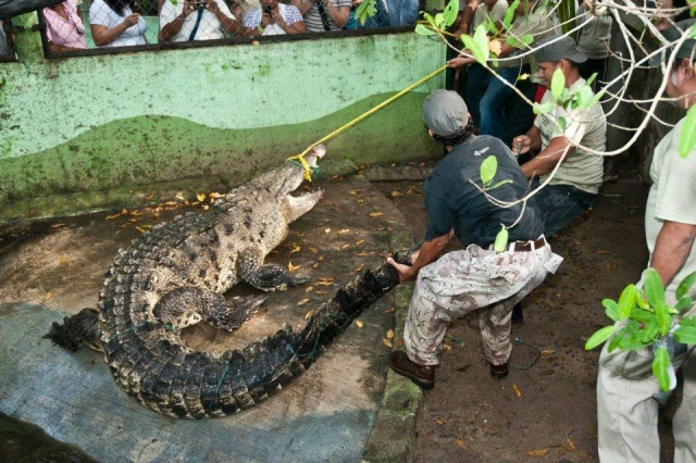  crocodile