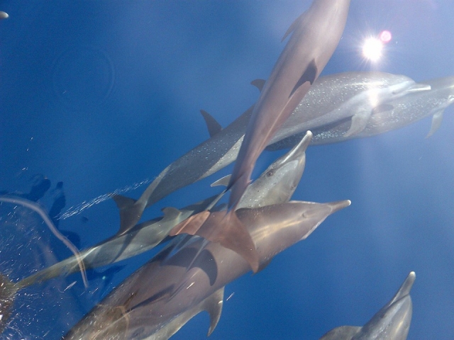  dolphins 