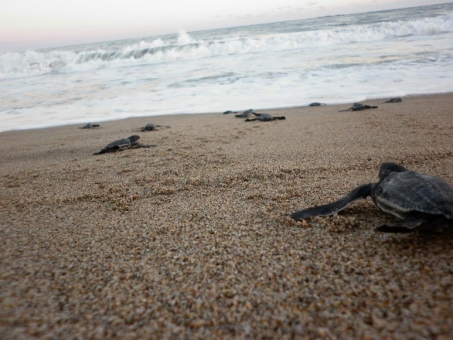 turtles 