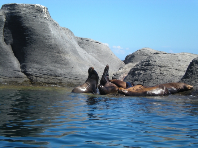 Coronado Island sea lions 