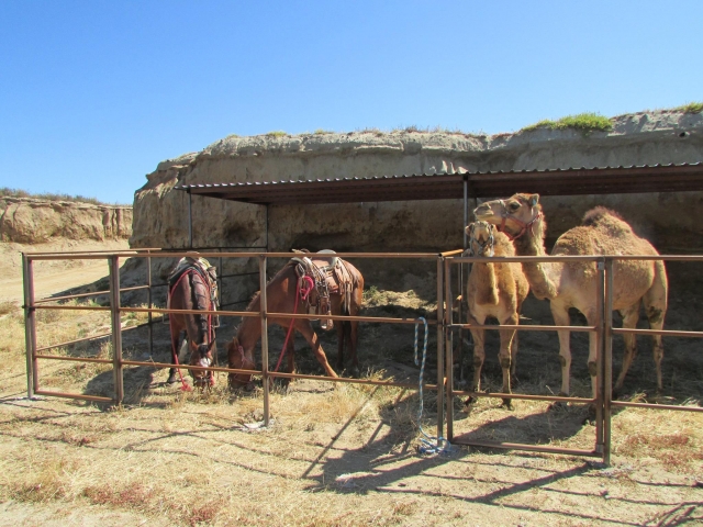  Chevaux à Rosarito 