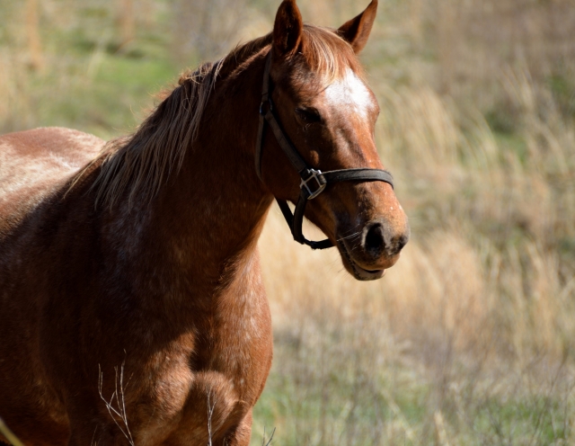 Rencontrez et montez nos chevaux 