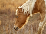 Ponyreiten für Kinder in Rosarito 15 Min