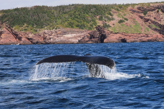  Rencontrez les baleines du Pacifique
