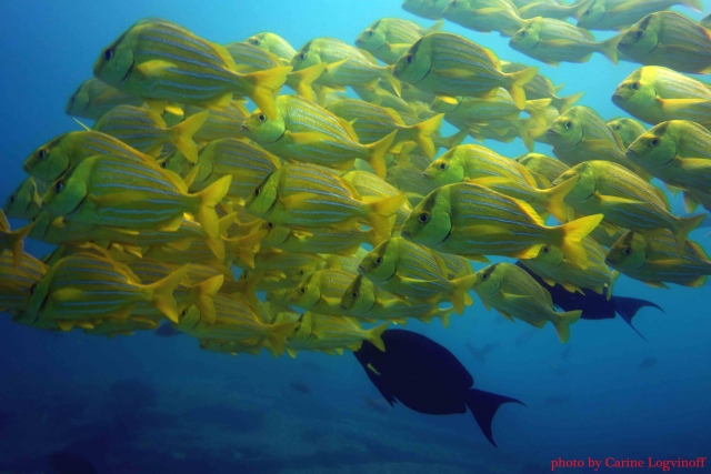  Schwimmen und schnorcheln Sie mit den Fischen 