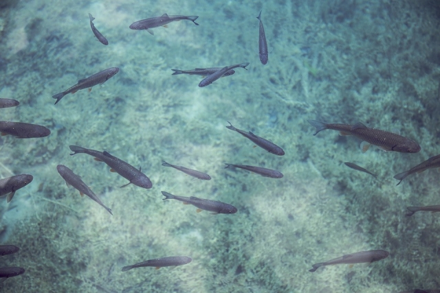  Lernen Sie die Fische kennen 