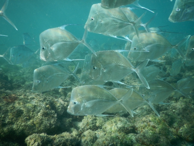  School of fish 