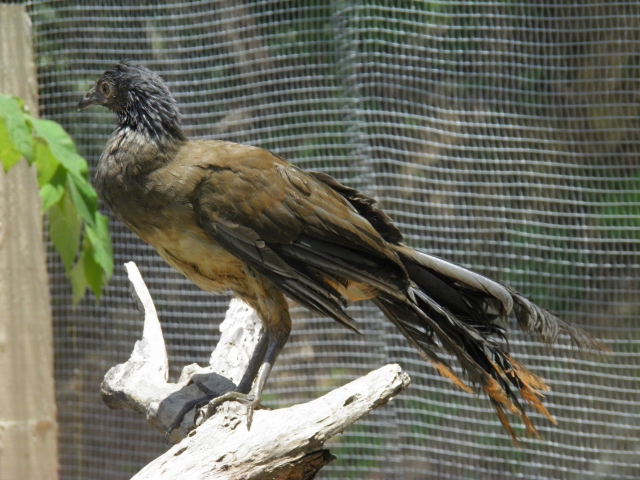  Chachalaca 