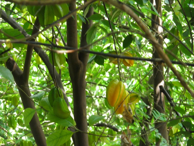  carambole plum 