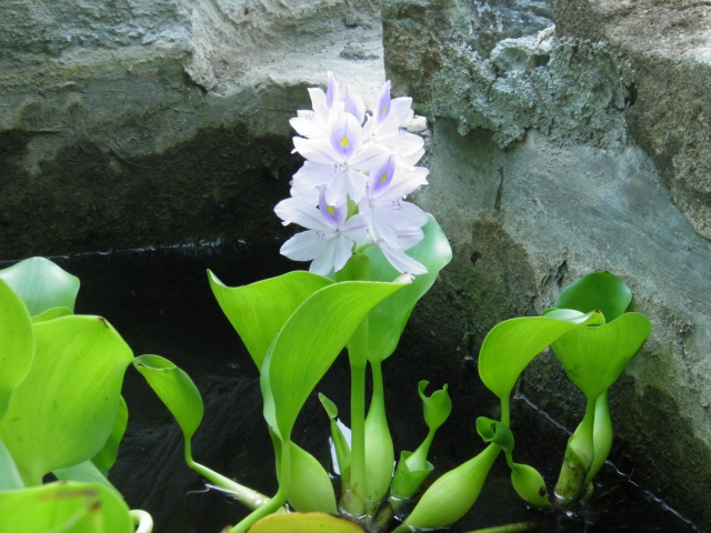  lilies 
