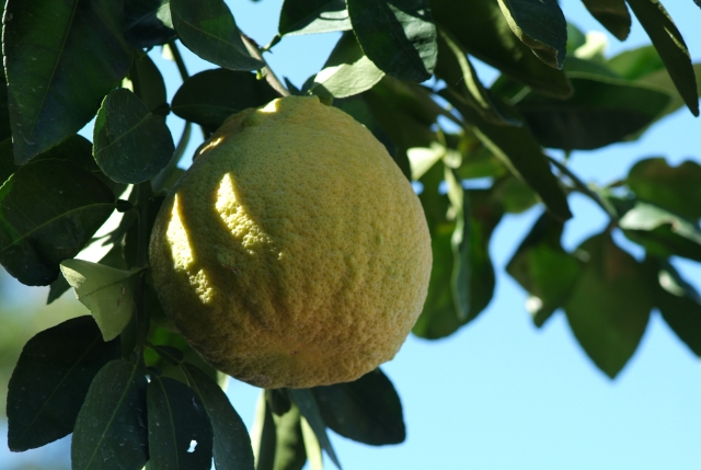  Fruit trees 