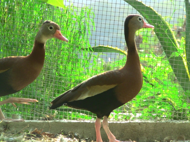  Red-billed wigeon 