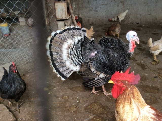  Mexican turkey 