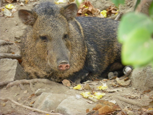  Collared peccary 