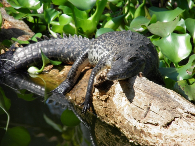  Filemone the crocodile 
