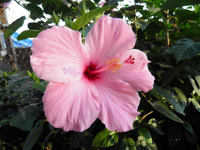  abundant flora 