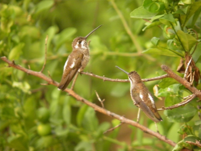  Hummingbird 