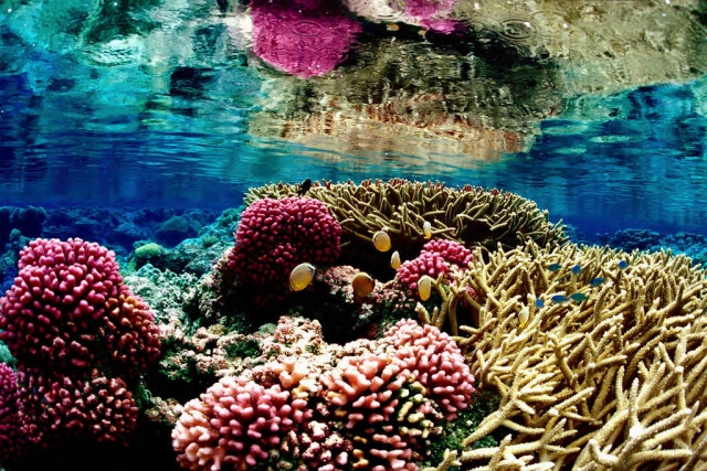  CORALS EM REFENS CANCUN 