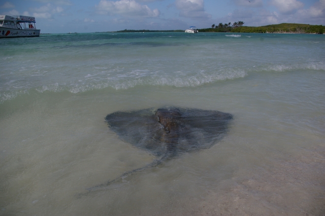 Admira los animales de la Isla
