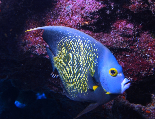 Mira los peces en el snorkel