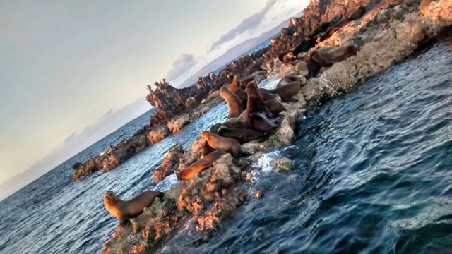 Nada con los lobos marinos 