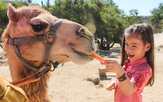  Crianças felizes para alimentar os camelos 