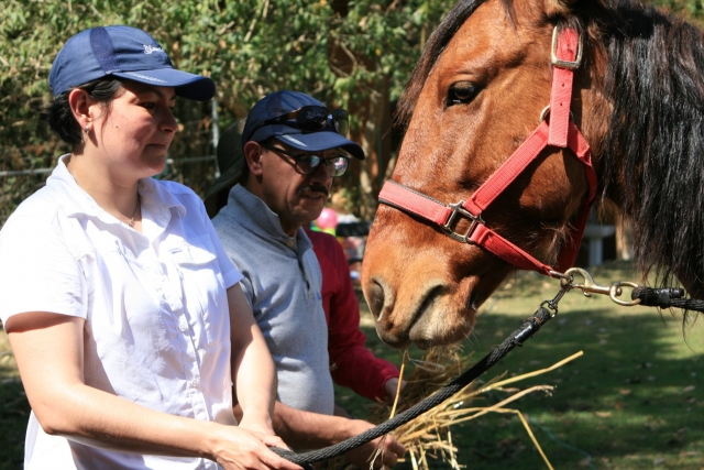 Living with horses 