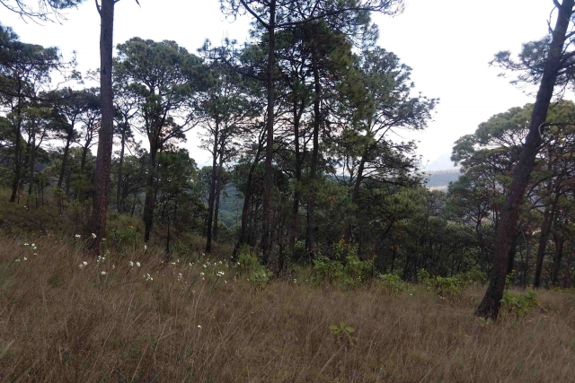  percorrendo a floresta 