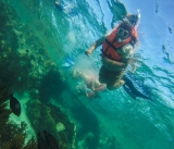 Swim with whale shark in Isla Mujeres