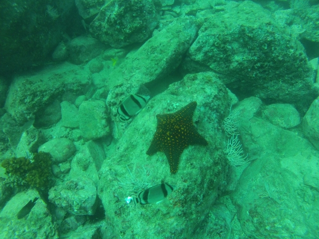  Starfish 