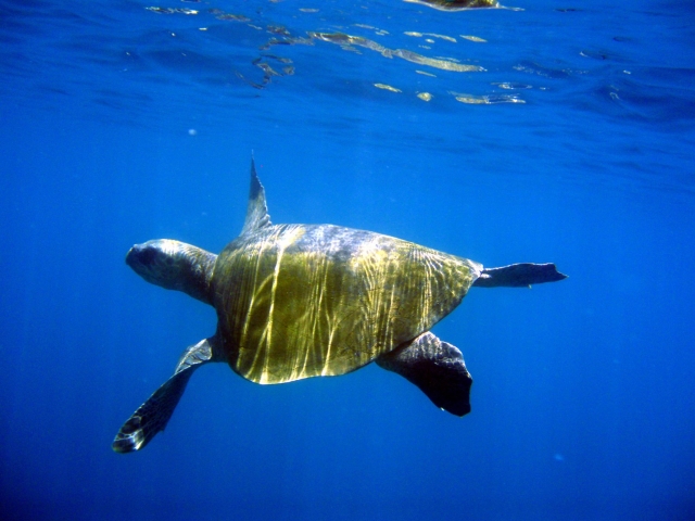  Beautiful sea turtles 