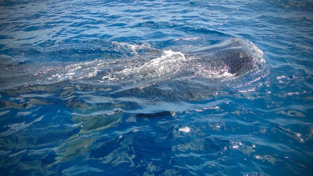  Nager avec le requin baleine 