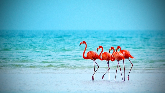 Visiter les flamants roses 