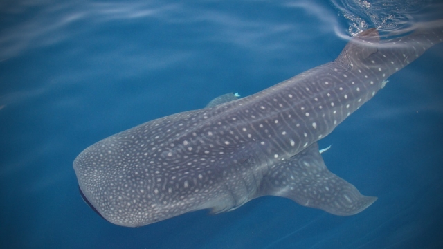  Le requin baleine à Holbox
